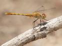 J19_3640 Diplacodes bipunctata imm male